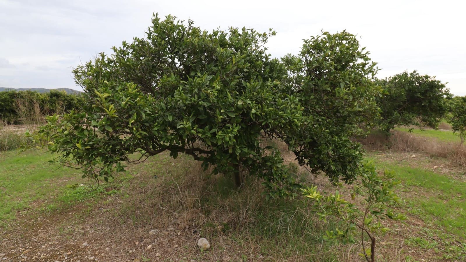 Grond te koop in Vinaros - € 50.000 (Ref: 9947919)