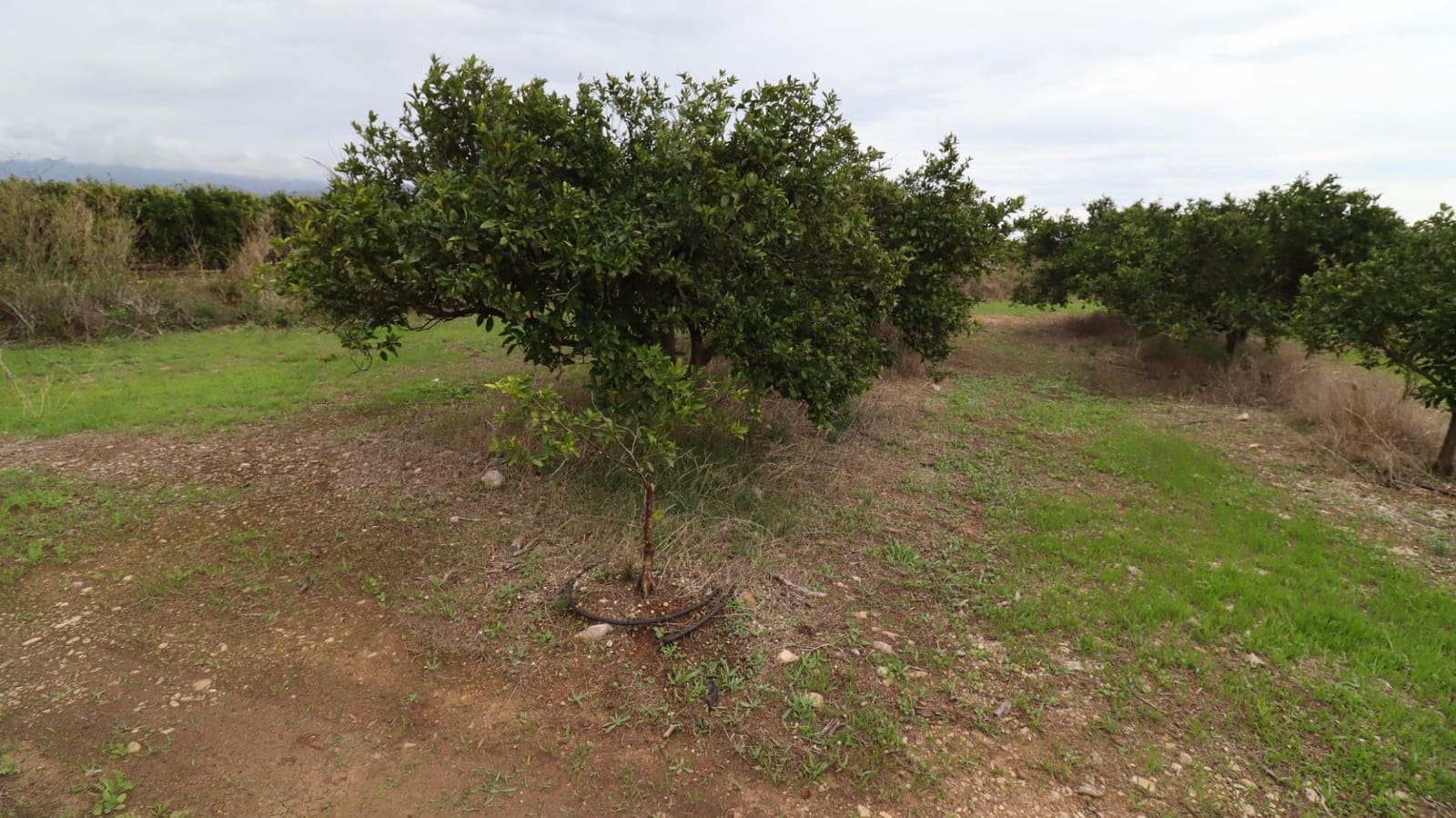 Grond te koop in Vinaros - € 50.000 (Ref: 9947919)