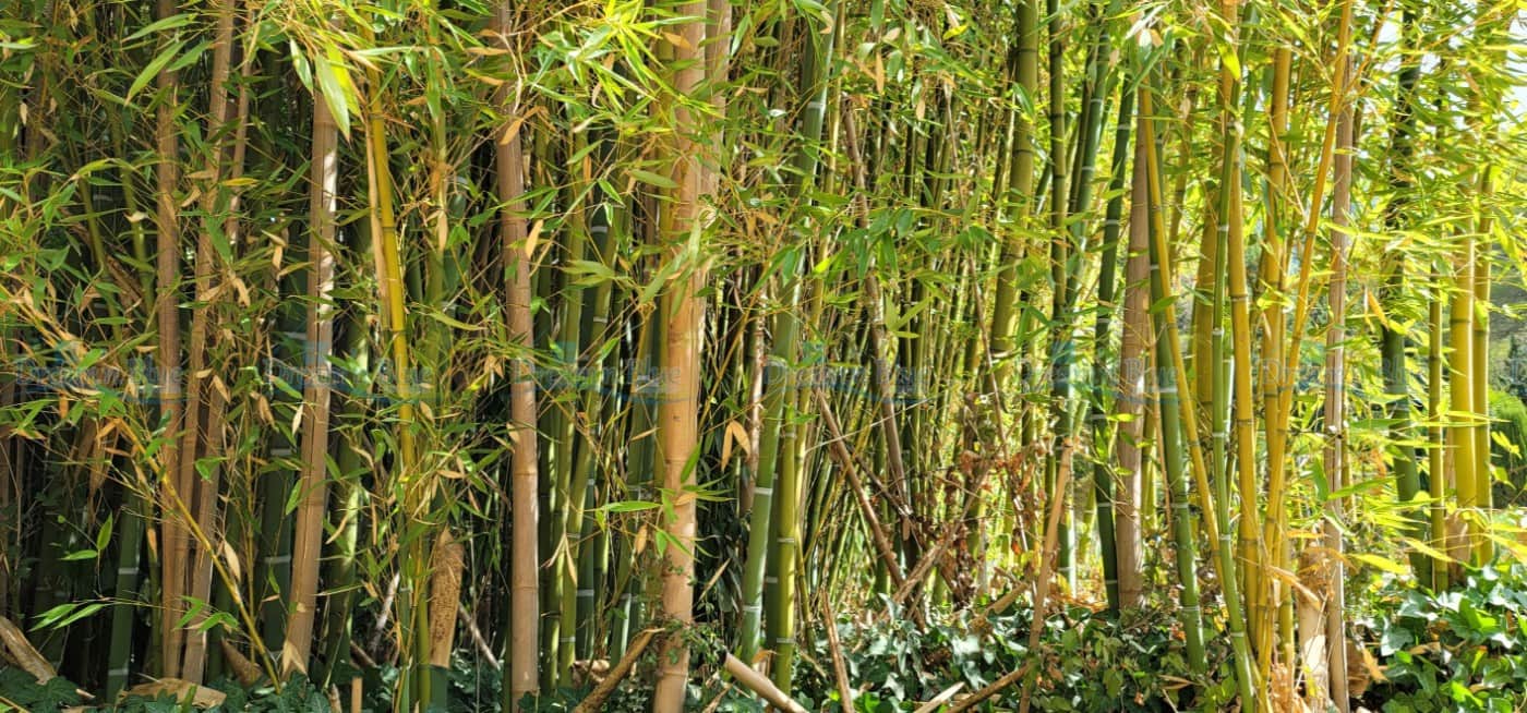 4 soveværelse Villa til salg i Barx med swimmingpool garage - € 569.000 (Ref: 7054616)