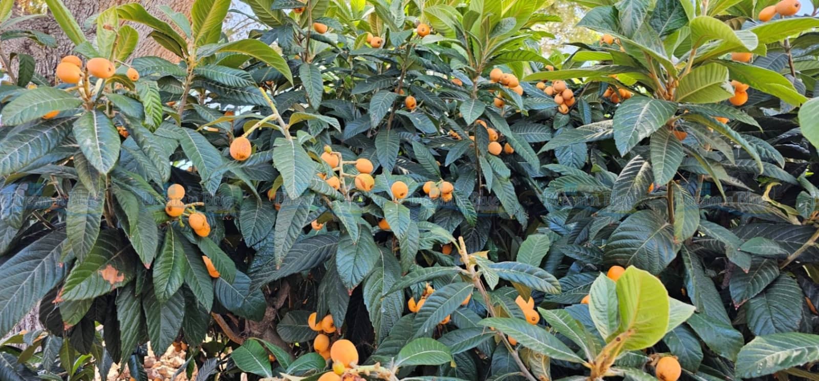 4 soveværelse Villa til salg i Muro de Alcoy med swimmingpool garage - € 425.000 (Ref: 8317521)