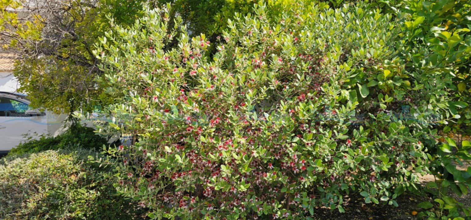 5 soveværelse Villa til salg i Ontinyent med garage - € 490.000 (Ref: 9104172)