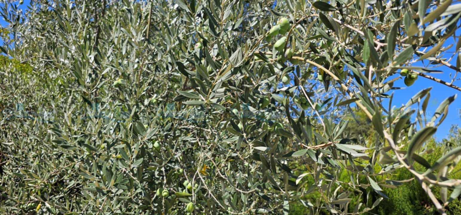 2 soverom Villa til salgs i Ontinyent - € 210 000 (Ref: 9230694)