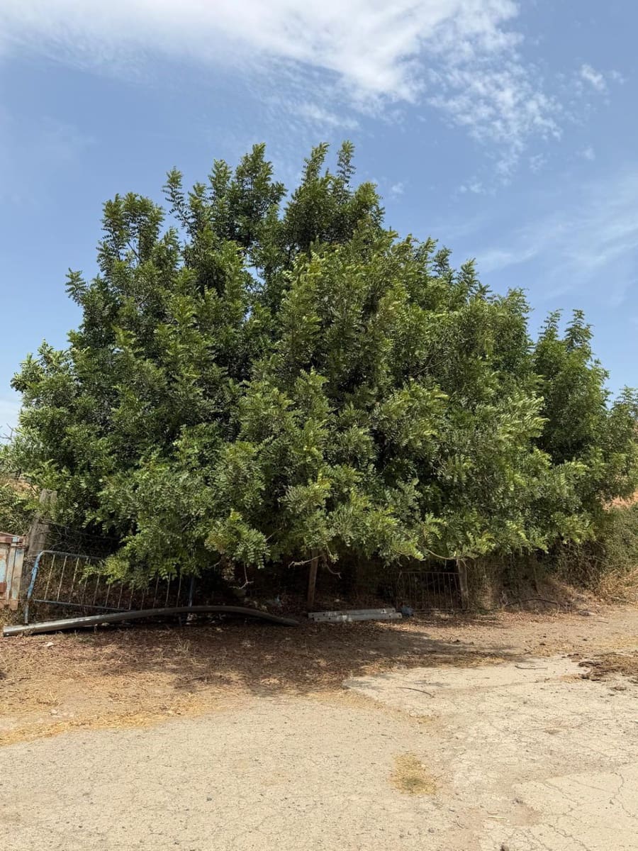 Finca/Maison de Campagne à vendre à San Martin del Tesorillo - 3 795 000 € (Ref: 10031593)