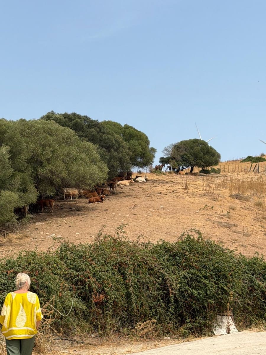 Finca/Maison de Campagne à vendre à San Martin del Tesorillo - 3 795 000 € (Ref: 10031593)