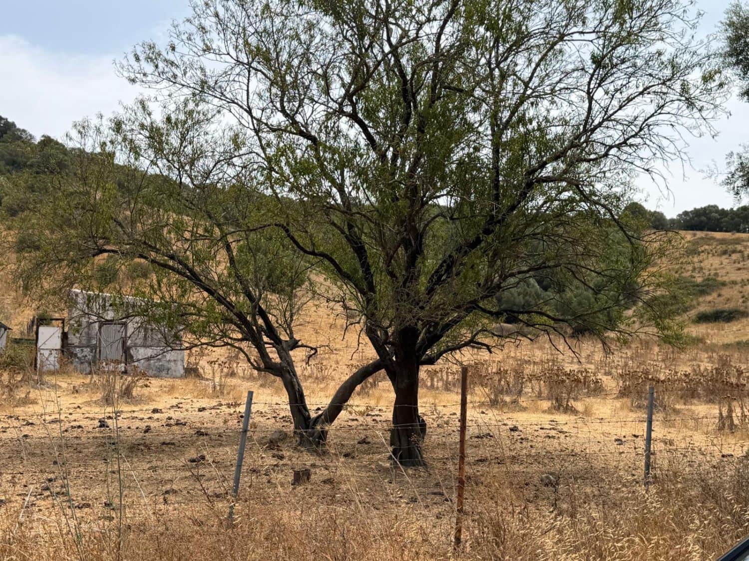 Finca/Maison de Campagne à vendre à San Martin del Tesorillo - 3 795 000 € (Ref: 10031593)
