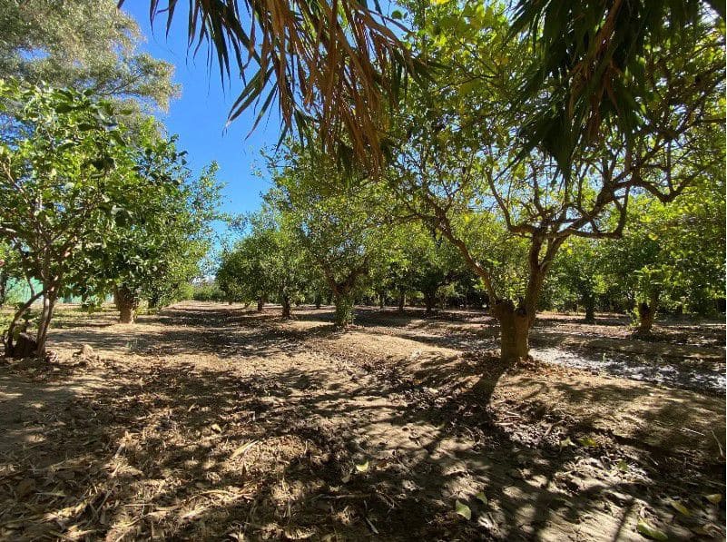Finca/Maison de Campagne à vendre à San Enrique de Guadiaro - 280 000 € (Ref: 10176912)