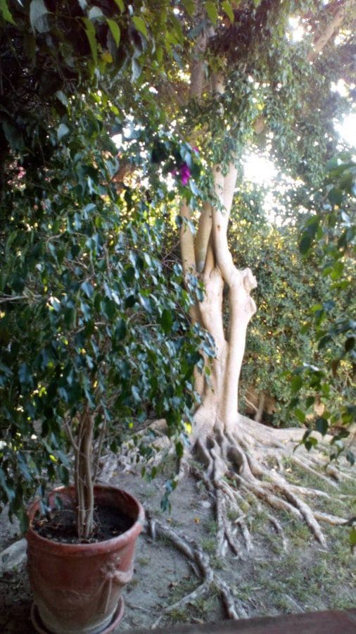 5 soveværelse Villa til leje i Sotogrande - € 4.500 (Ref: 5210965)