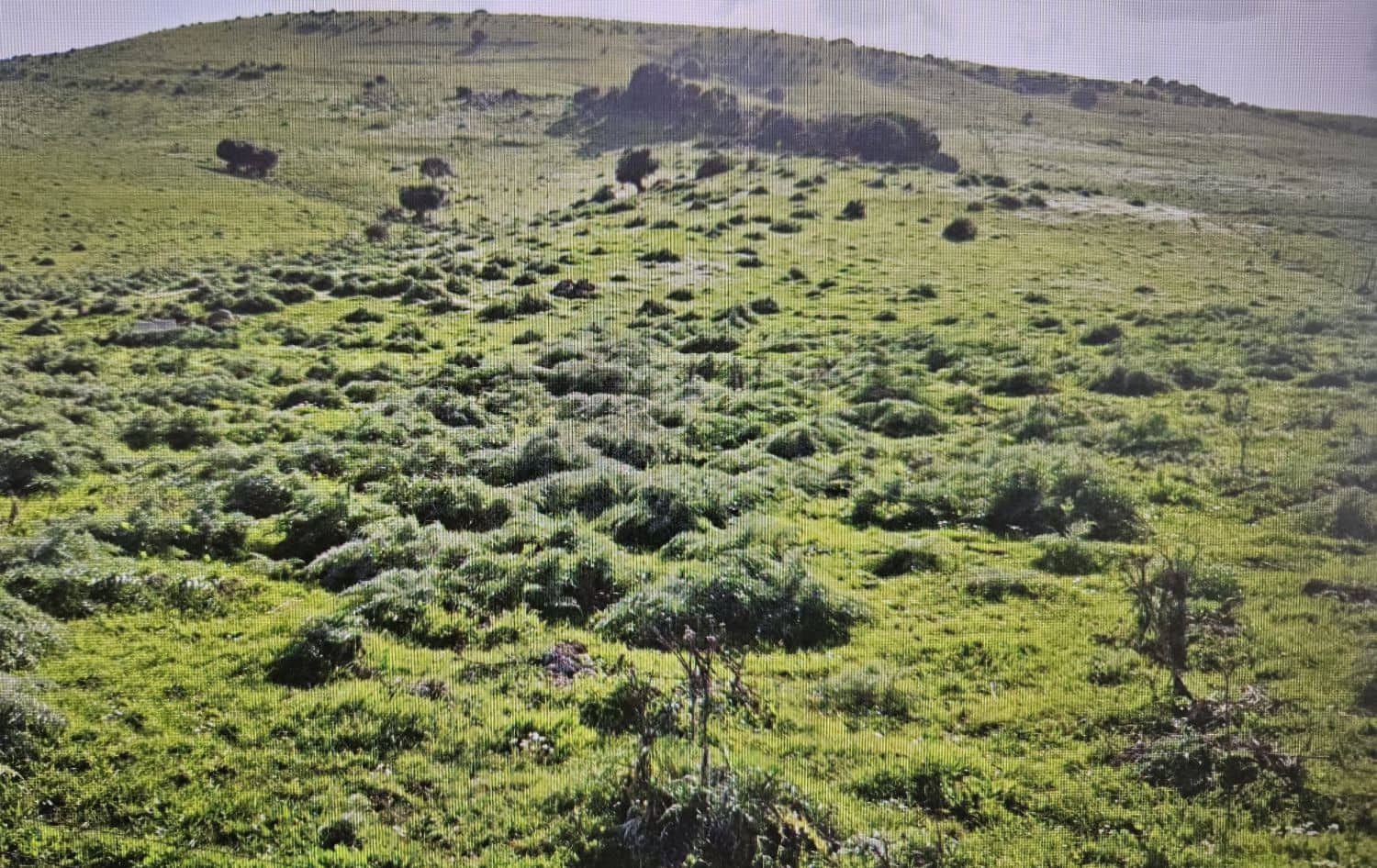 Maalaistalo myytävänä paikassa Jimena de la Frontera - 265 000 € (Ref: 5655590)