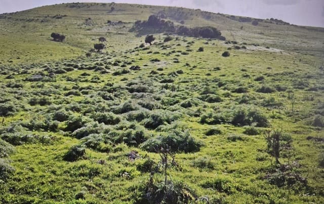 Finca/Landehus til salg i Jimena de la Frontera - € 265.000 (Ref: 5655590)