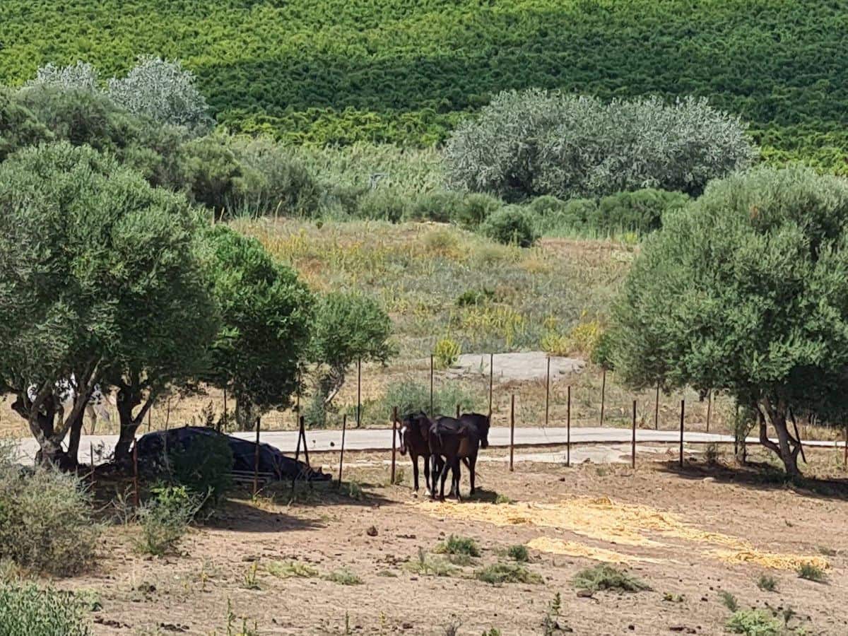 5 bedroom Finca/Country House for sale in San Martin del Tesorillo - € 1,800,000 (Ref: 7707085)
