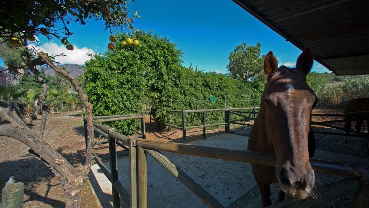 3 Zimmer Finca/Landgut zu verkaufen in Estepona - 875.000 € (Ref: 8131676)