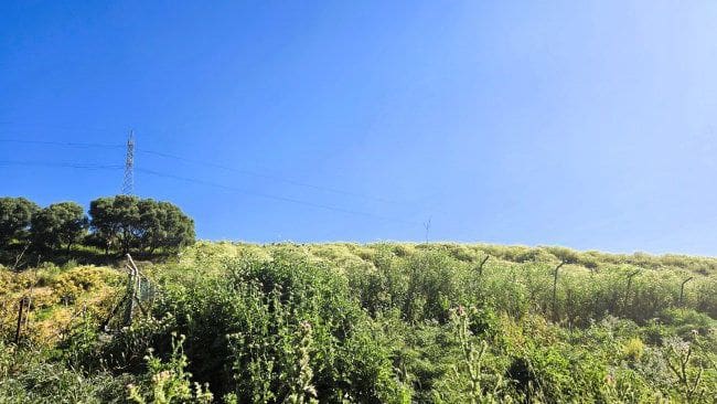 3 soveværelse Finca/Landehus til salg i Jimena de la Frontera - € 900.000 (Ref: 8960499)