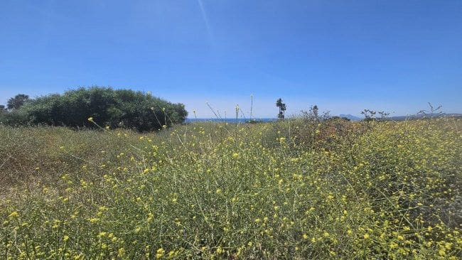 Terreno Non Edificato in vendita in San Roque - 199.000 € (Rif: 9798991)