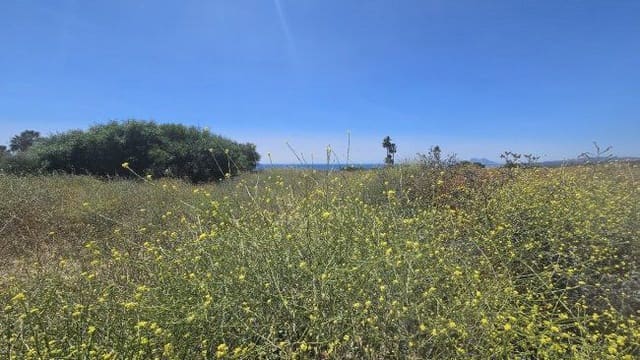 Terreno Non Edificato in vendita in San Roque - 199.000 € (Rif: 9798991)