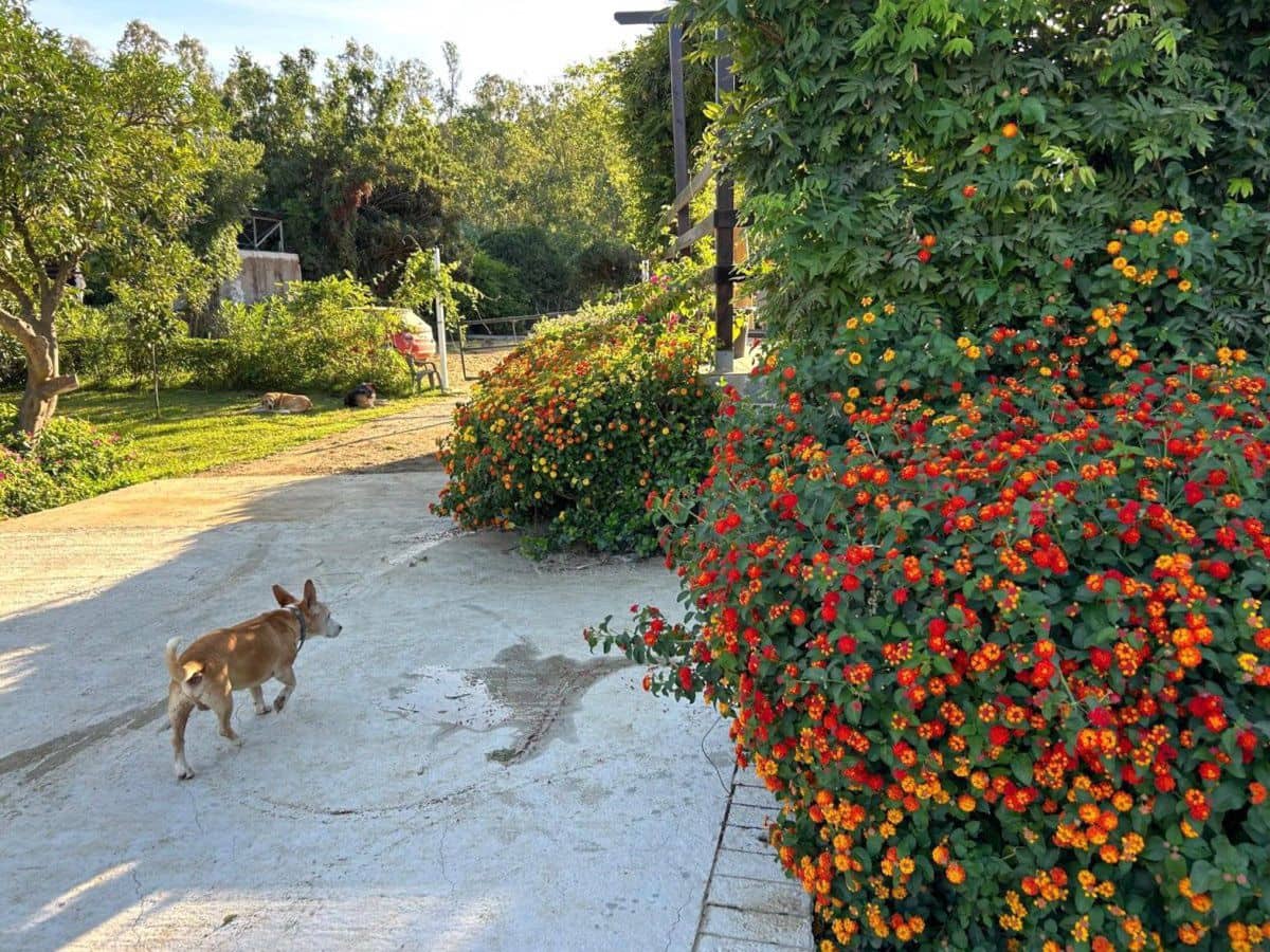 2 bedroom Finca/Country House for sale in San Martin del Tesorillo - € 367,000 (Ref: 9839035)