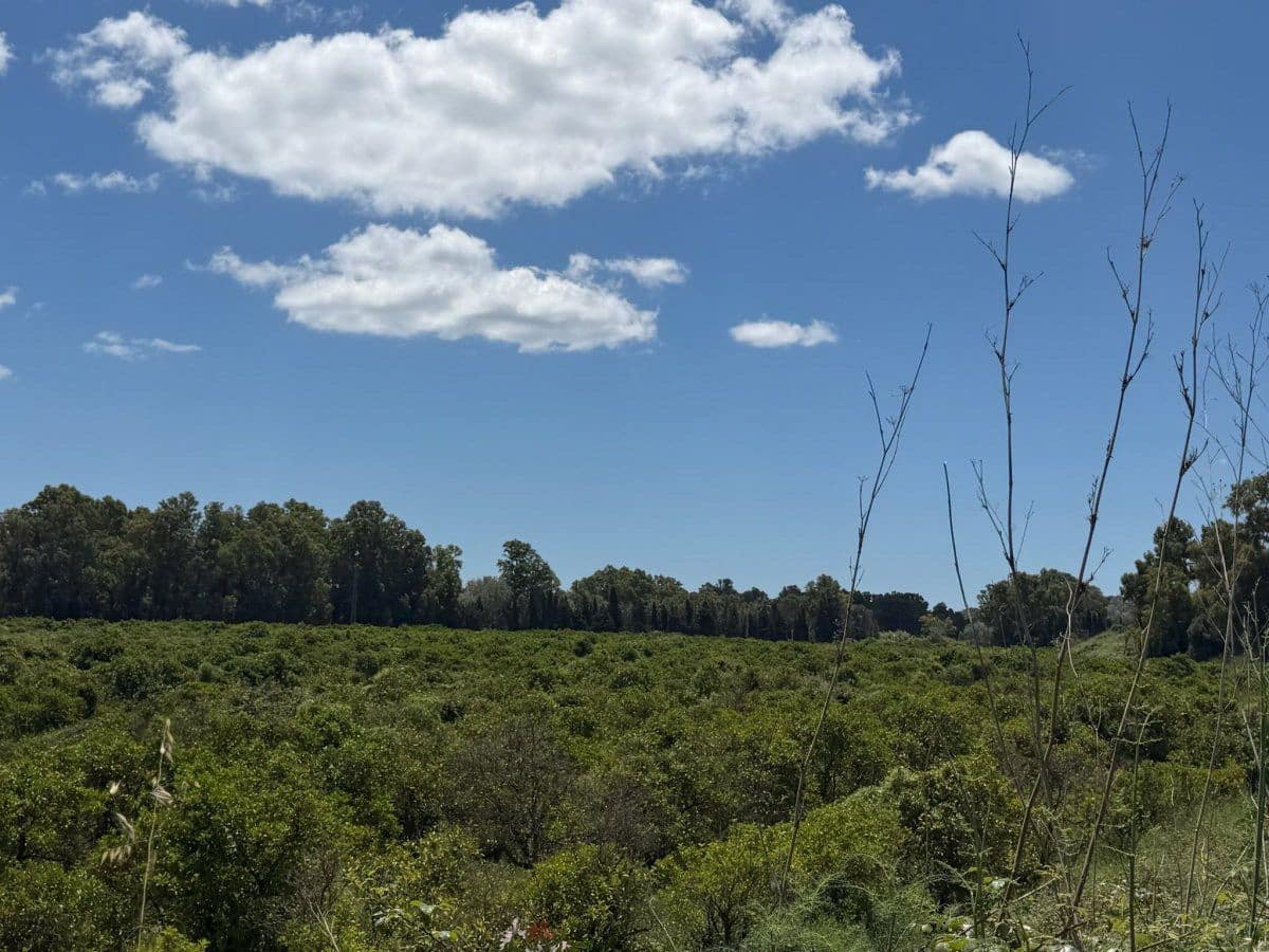 Finca/Landehus til salg i Guadiaro - € 1.080.000 (Ref: 9851517)