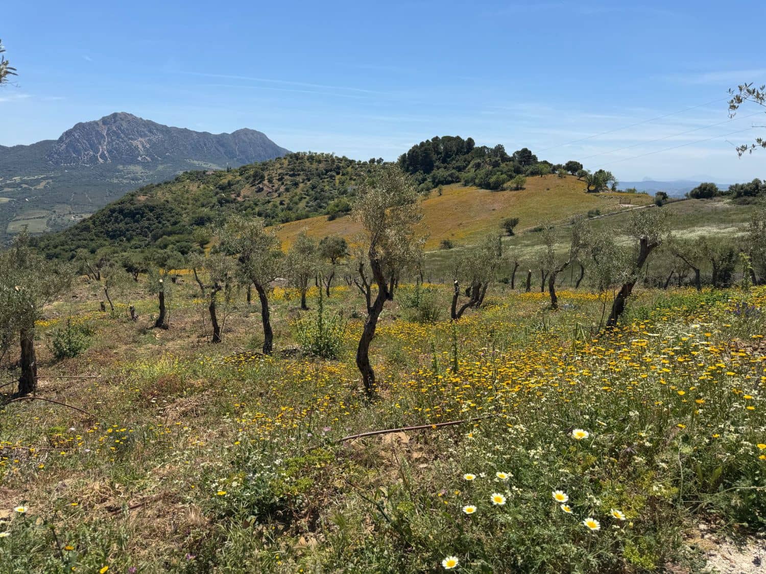 Finca/Landehus til salg i Gaucin - € 400.000 (Ref: 9941854)