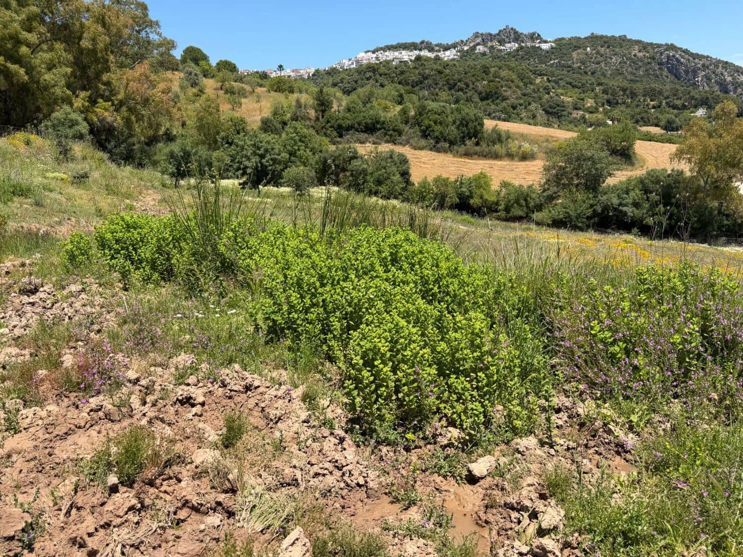 Finca/Landehus til salg i Gaucin - € 400.000 (Ref: 9941854)