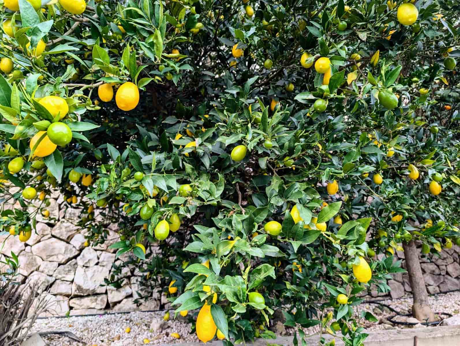 4 sypialnia Willa na sprzedaż w Benissa z basenem - 599 500 € (Ref: 9569974)