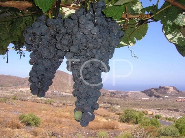 3 soveværelse Finca/Landehus til salg i Aldea Blanca (Tenerife) med swimmingpool - € 600.000 (Ref: 7673208)