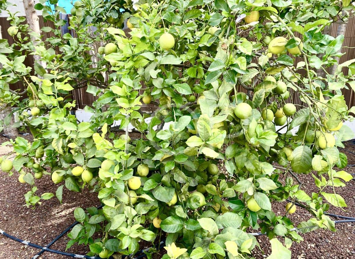 5 soveværelse Byhus til salg i Charco del Pino med swimmingpool - € 880.000 (Ref: 8931730)