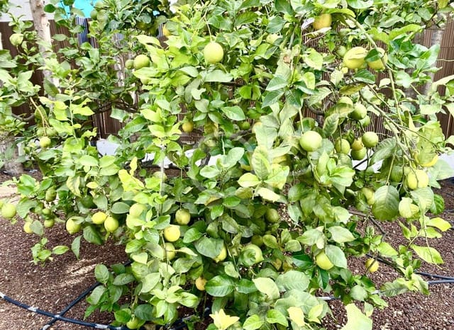 5 slaapkamer Huis te koop in Charco del Pino, Granadilla de Abona met zwembad - € 880.000 (Ref: 8931730)