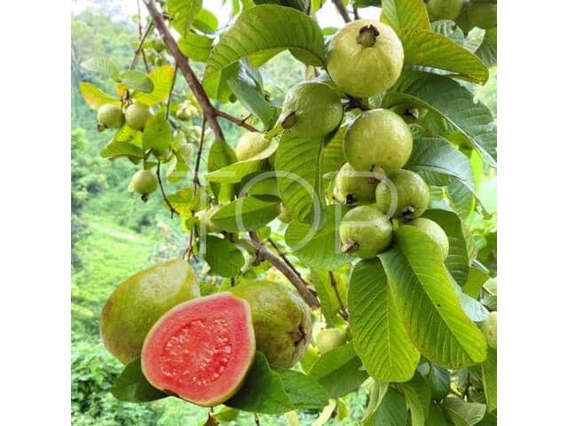 Finca/Casa Rural de 8 habitaciones en La Esperanza, El Rosario en venta con piscina garaje - 649.000 € (Ref: 9672763)