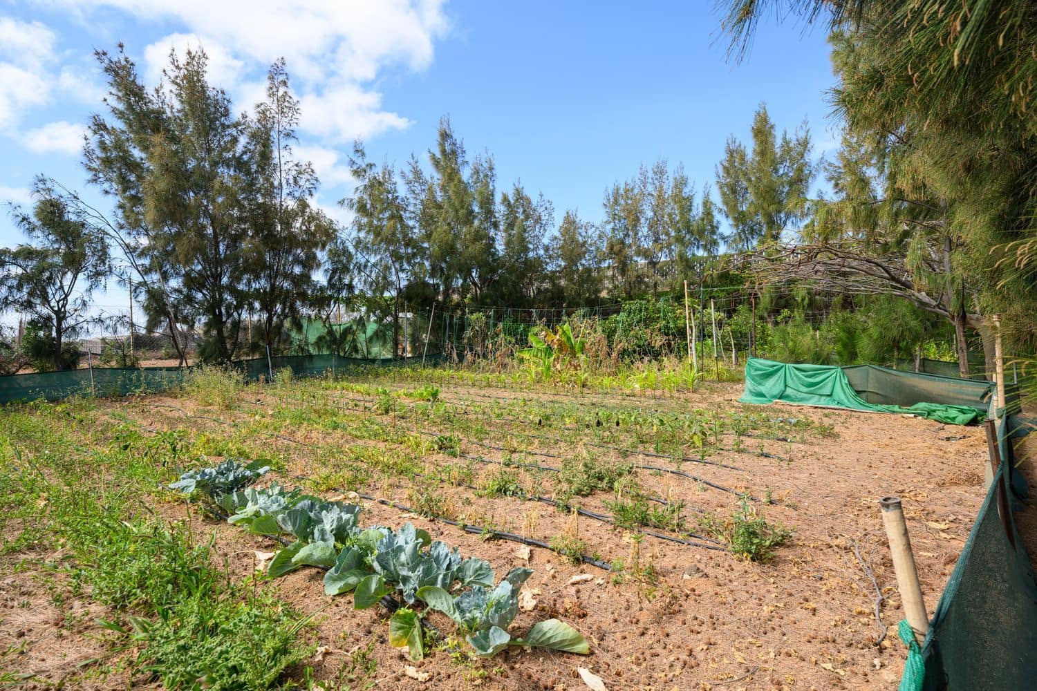 7 Zimmer Finca/Landgut zu verkaufen in Telde mit Pool Garage - 840.000 € (Ref: 9420525)