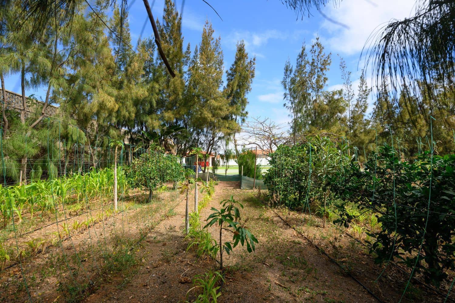 7 Zimmer Finca/Landgut zu verkaufen in Telde mit Pool Garage - 840.000 € (Ref: 9420525)