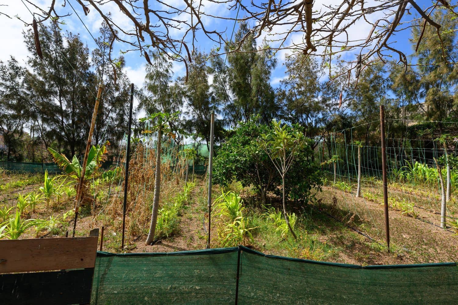 7 Zimmer Finca/Landgut zu verkaufen in Telde mit Pool Garage - 840.000 € (Ref: 9420525)