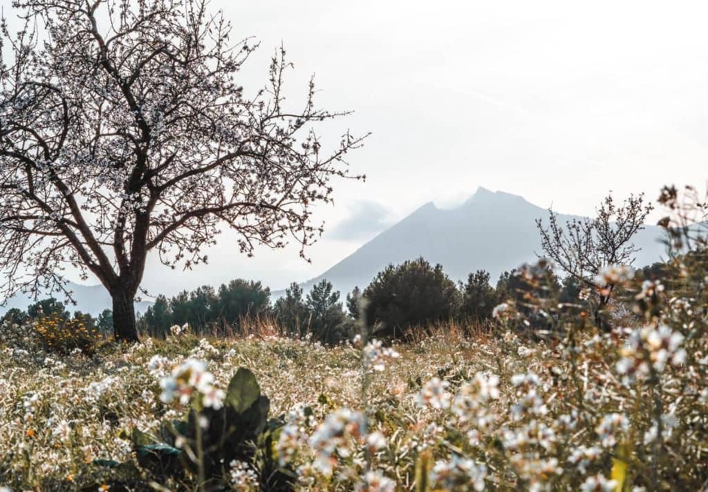 Hotel en Alicante / Alacant ciudad en venta - 2.000.000 € (Ref: 9560850)