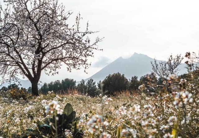 Hotel for sale in Alicante / Alacant city - € 2,000,000 (Ref: 9560850)