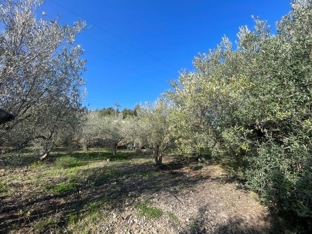 Terre non Aménagée à vendre à Benifato - 150 000 € (Ref: 9719406)