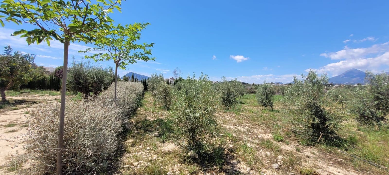 Grunde uden byggetilladelser til salg i Altea - € 399.000 (Ref: 9835090)