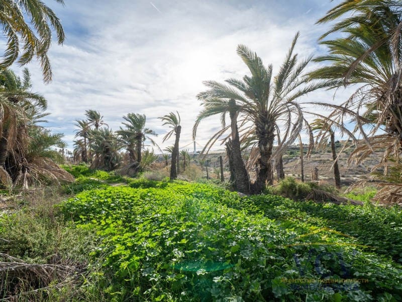 Undeveloped Land for sale in Elche / Elx - € 400,000 (Ref: 9948469)