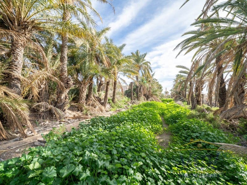 Undeveloped Land for sale in Elche / Elx - € 400,000 (Ref: 9948469)