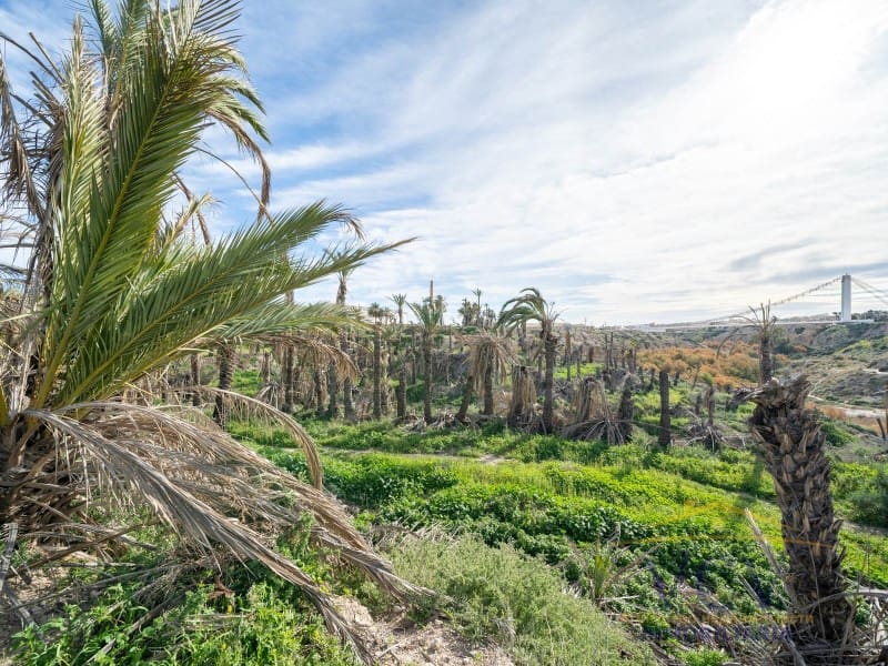 Undeveloped Land for sale in Elche / Elx - € 400,000 (Ref: 9948469)