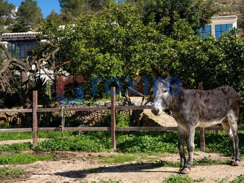 6 bedroom Finca/Country House for rent in San Jose / Sant Josep de Sa Talaia with pool - € 14,000 (Ref: 9774361)