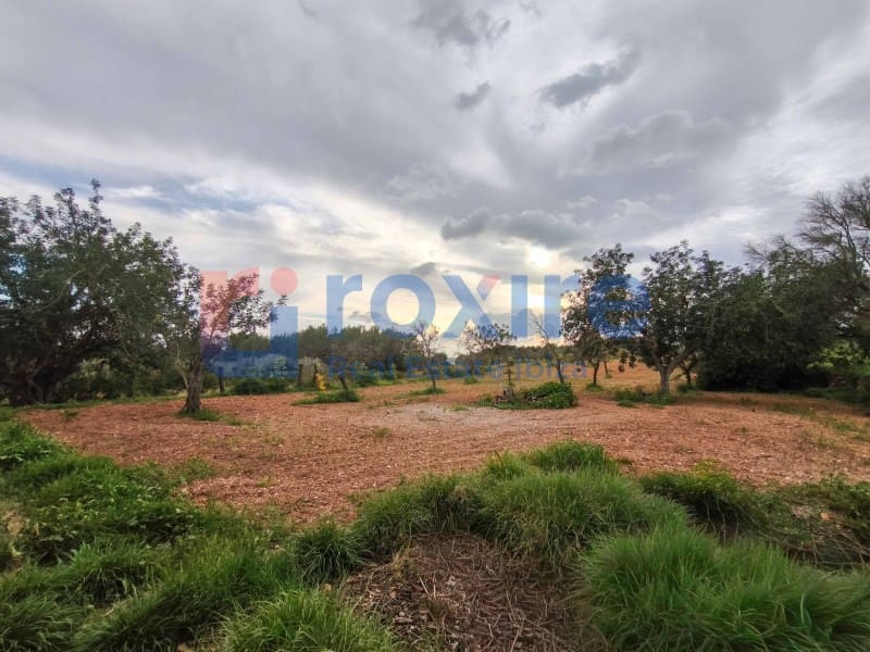 1 bedroom Finca/Country House for rent in Sant Carles de Peralta - € 2,500 (Ref: 9774366)