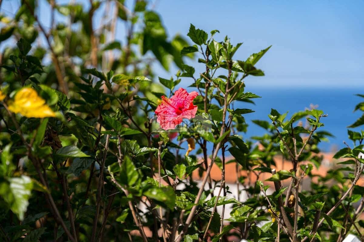 4 sypialnia Willa na sprzedaż w El Sauzal - 900 000 € (Ref: 9807632)