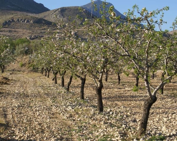 Tomt till salu i La Parroquia, Lorca - 30 000 € (Ref: 7677421)