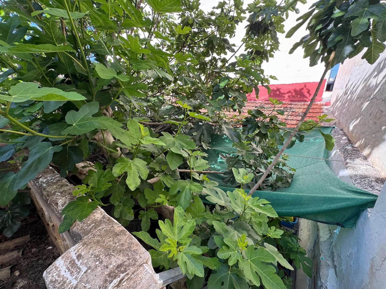 3 slaapkamer Huis te koop in Benejuzar - € 89.990 (Ref: 9243642)