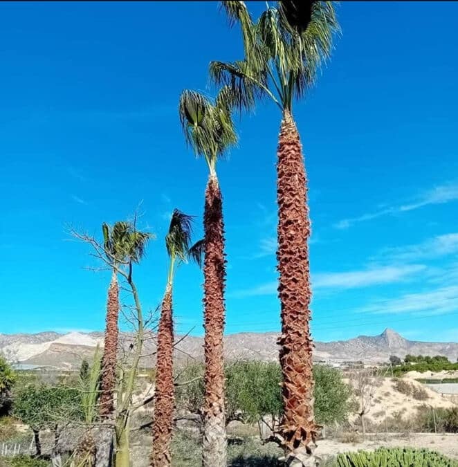 3 sypialnia Finka/Dom wiejski na sprzedaż w La Murada z basenem - 350 000 € (Ref: 9563977)