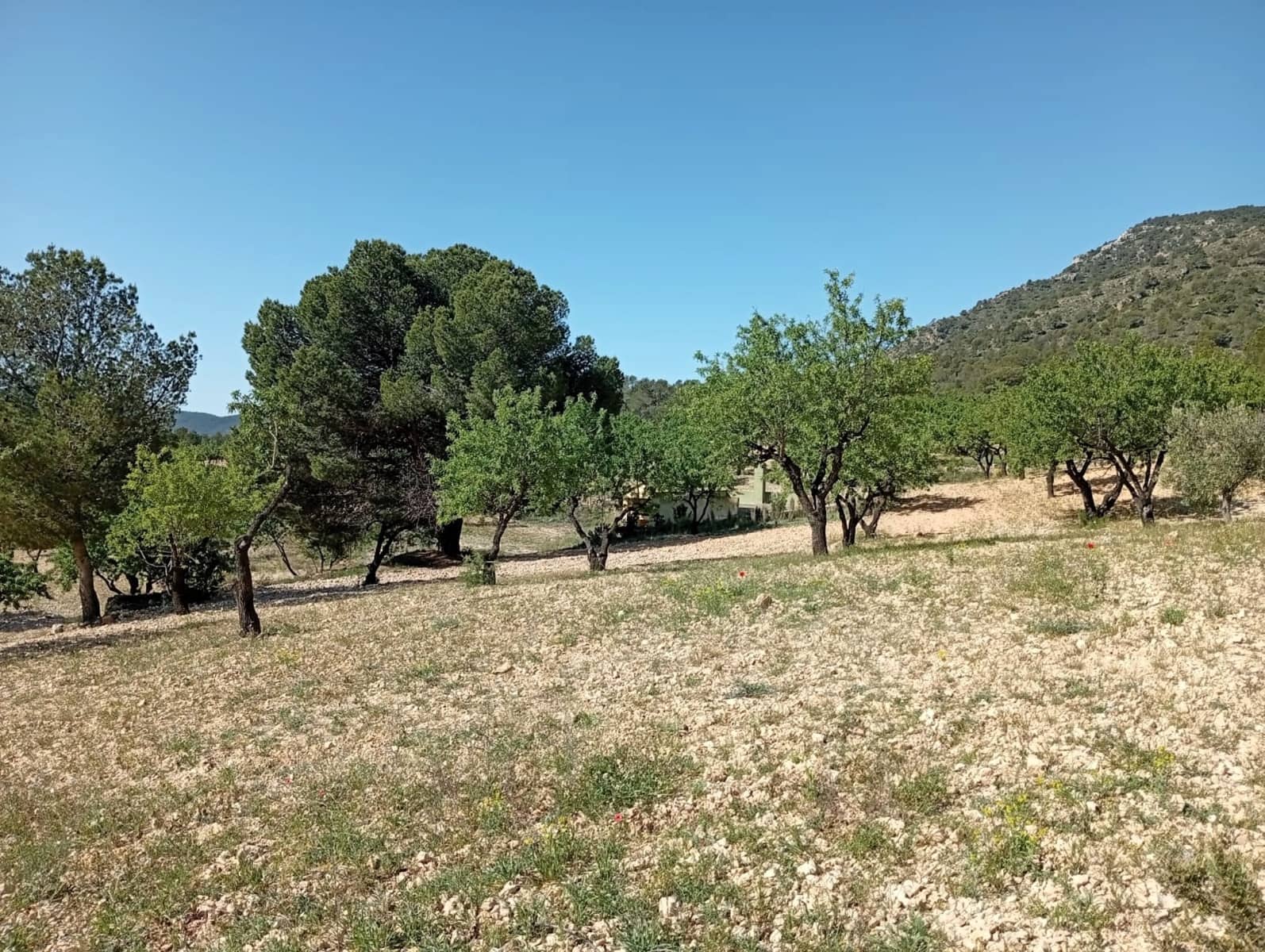 2 bedroom Cave House for sale in Salinas - € 119,995 (Ref: 9847660)