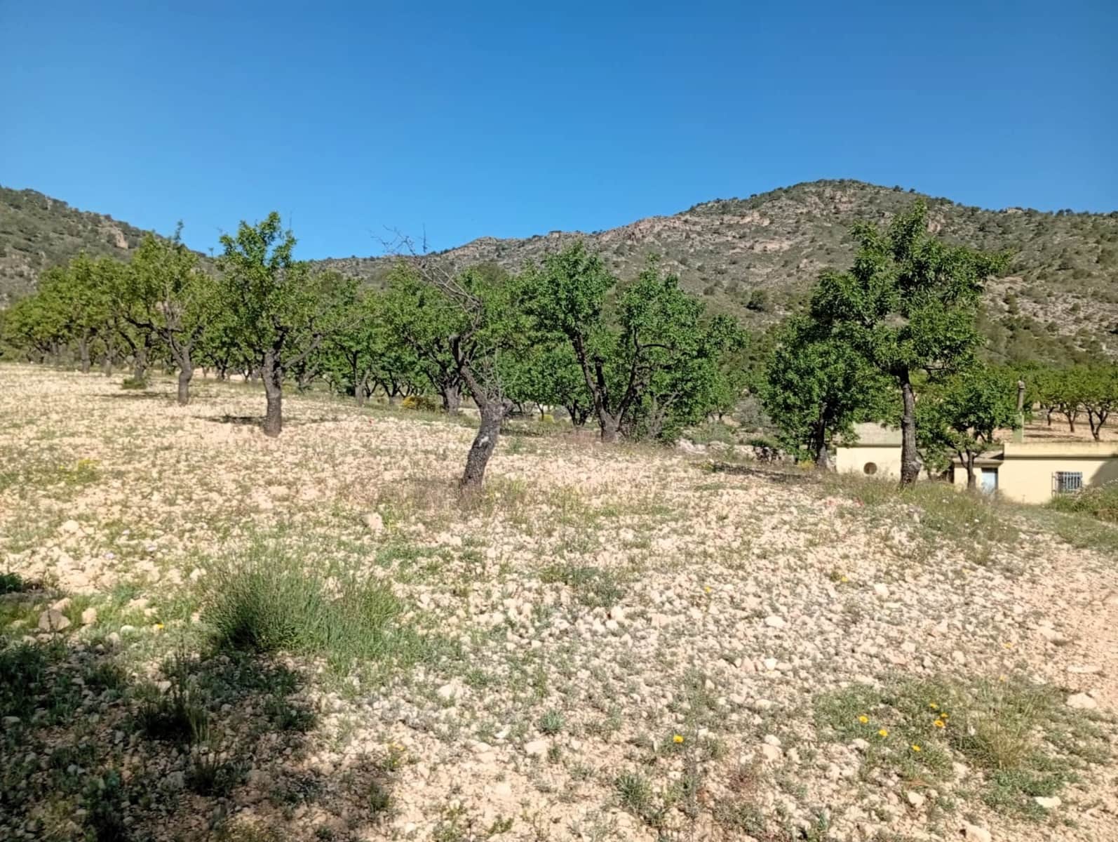 2 bedroom Cave House for sale in Salinas - € 119,995 (Ref: 9847660)