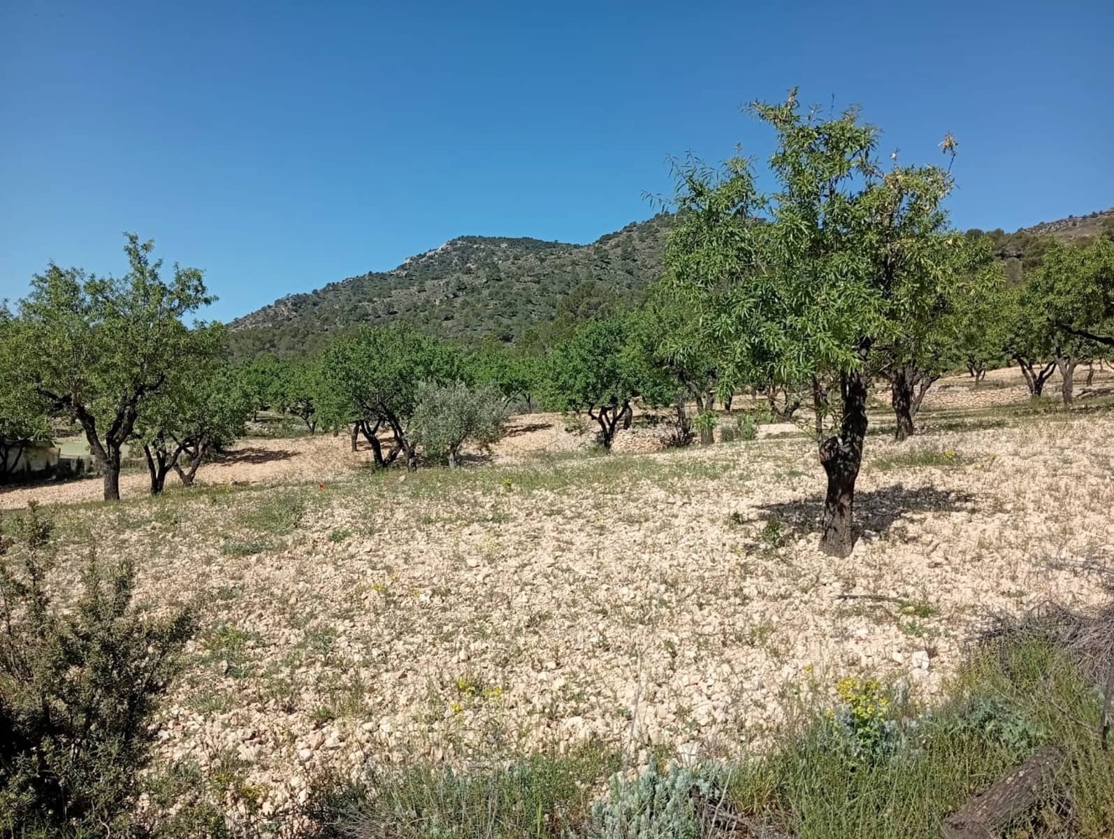 2 bedroom Cave House for sale in Salinas - € 119,995 (Ref: 9847660)