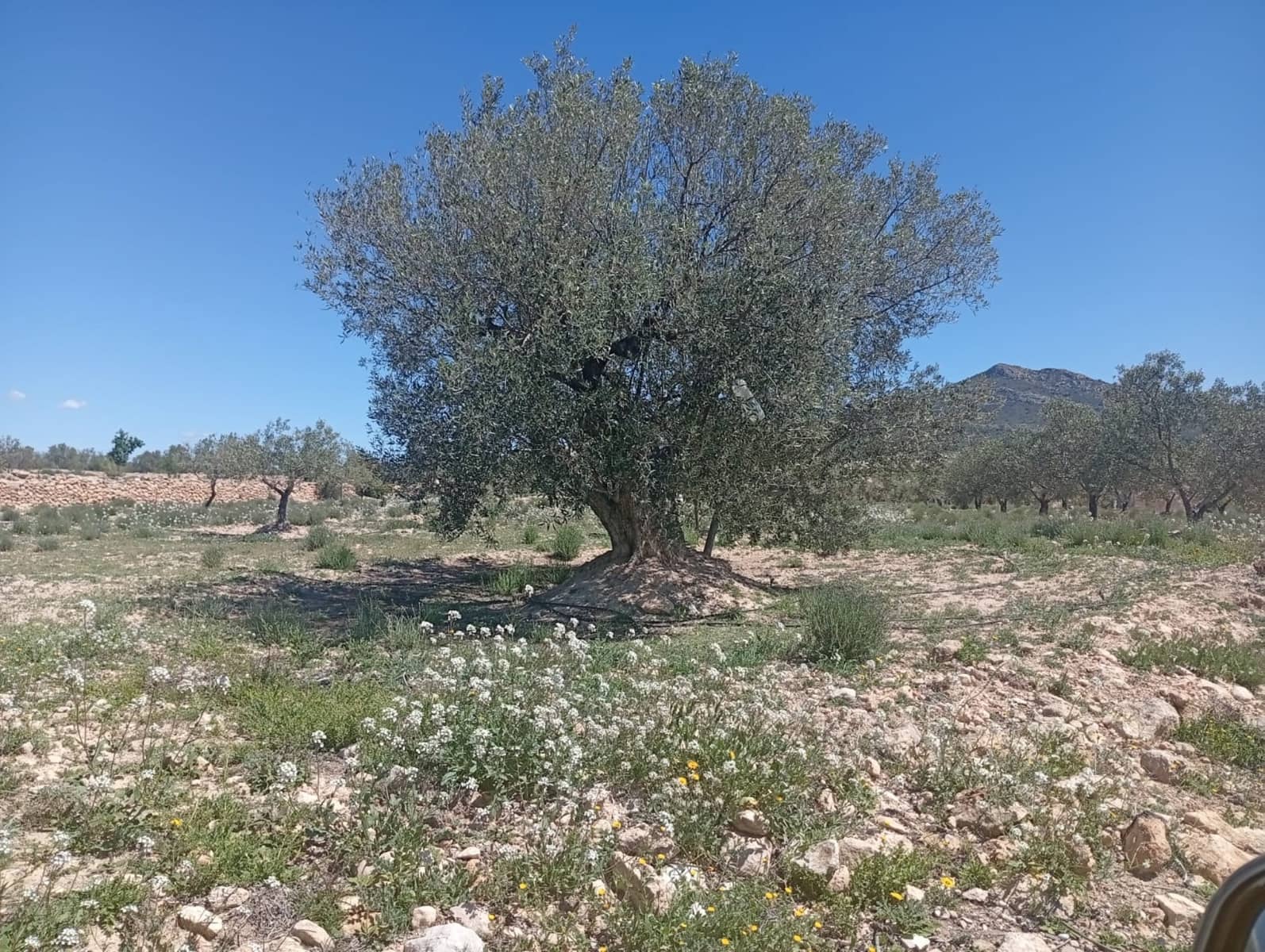 Solar/Parcela en Salinas en venta - 45.000 € (Ref: 9847661)