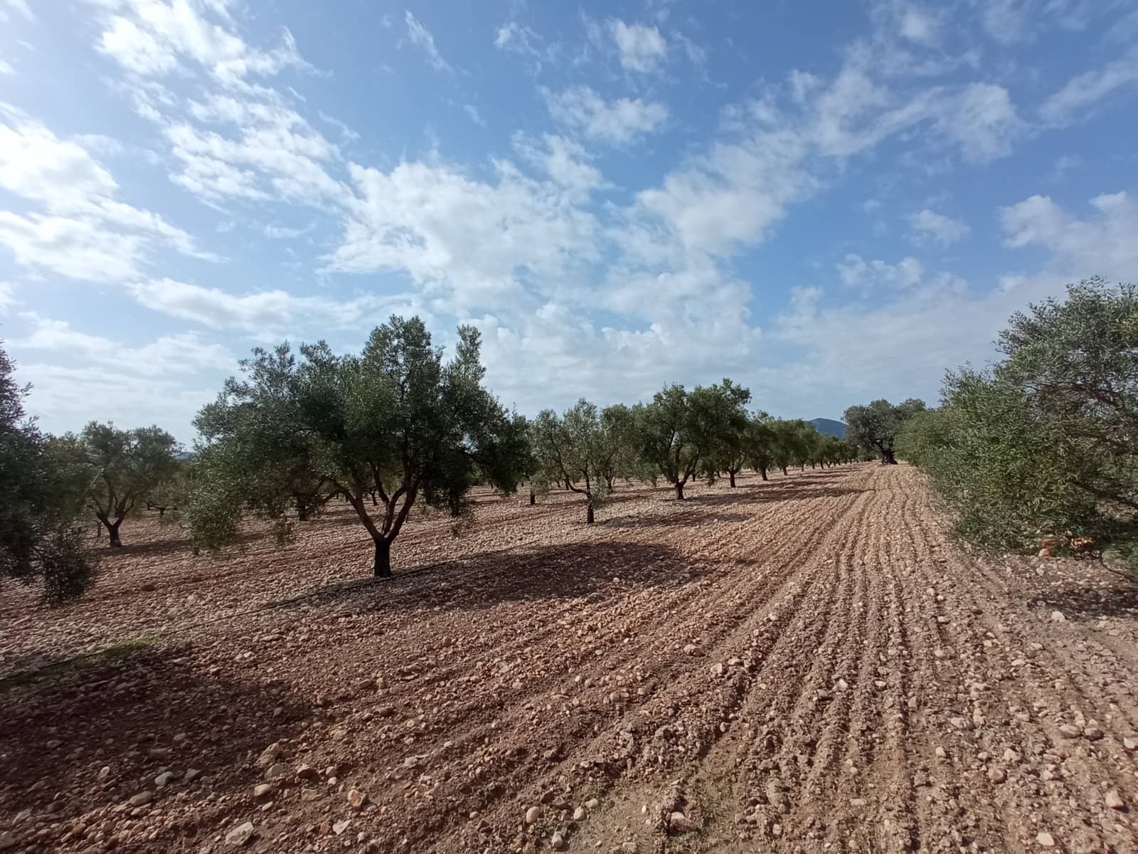 Solar/Parcela en Salinas en venta - 99.995 € (Ref: 9847666)