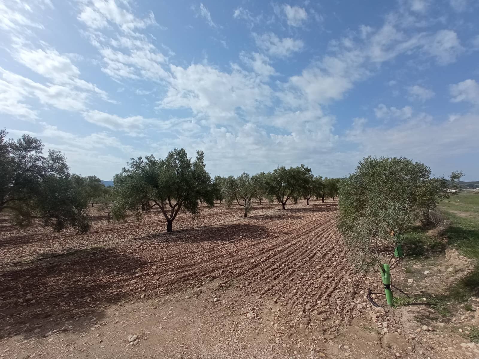 Solar/Parcela en Salinas en venta - 99.995 € (Ref: 9847666)