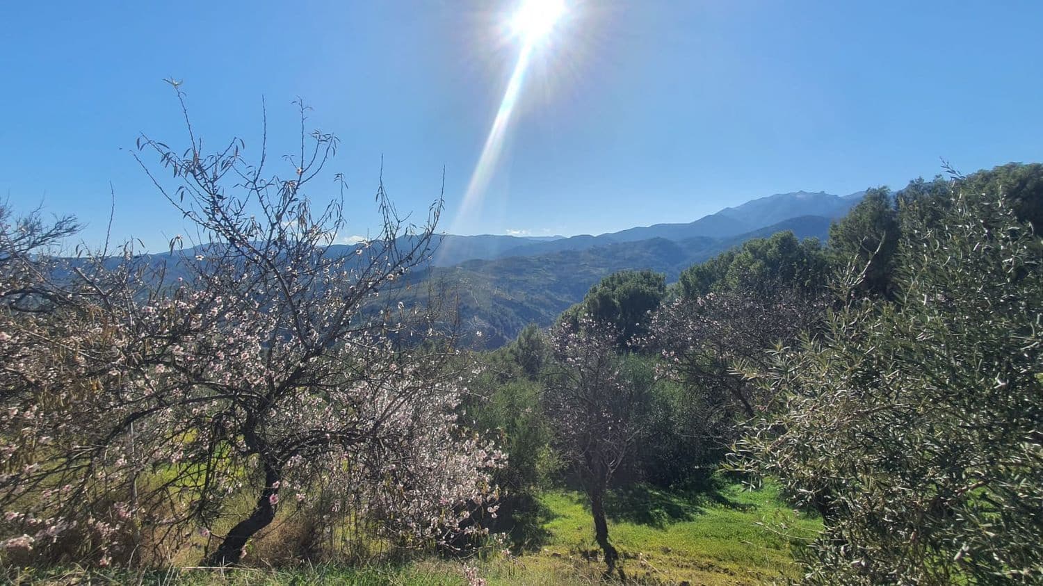 Ubebygd land til salgs i Alozaina - € 30 000 (Ref: 7381609)